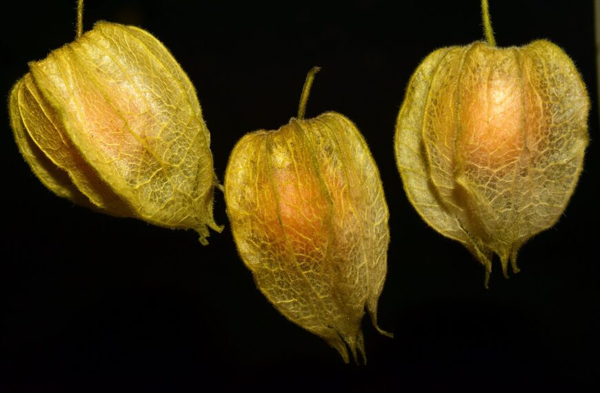 Manfaat buah ciplukan untuk kesehatan